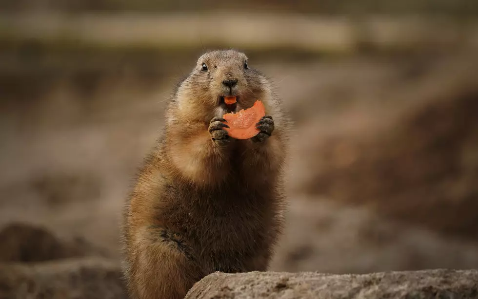 Utah, I Guess We’re Not Supposed to Feed These Things