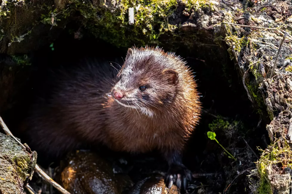 What Happened to Utah’s Mink Farms?