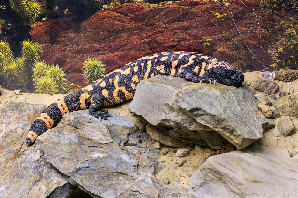 Pets You Aren’t Allowed to Own in Utah
