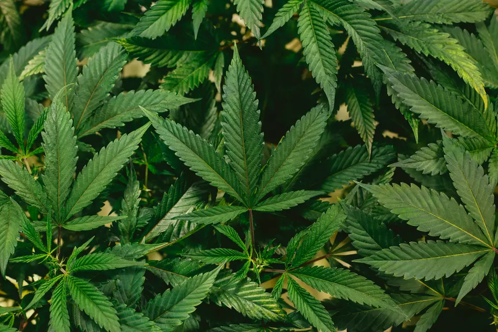 This is the Percentage of Utah in Favor of Weed