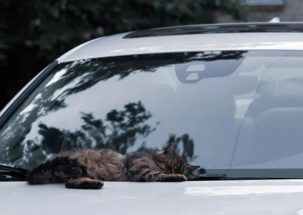 Is It Legal To Sleep in Your Car at Rest Areas in Utah?