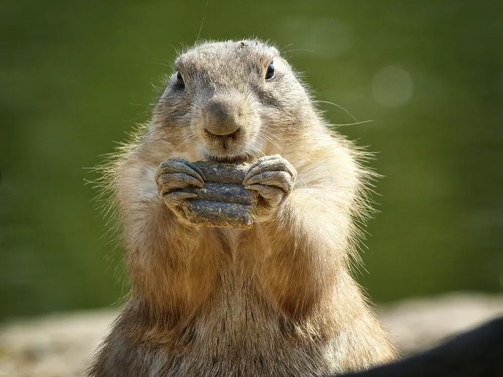Utah, Don’t Kill these Little Buggers